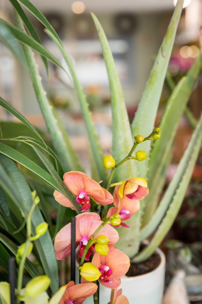 Orchidée Plante Fleuriste les Essarts L'Entre'pôt